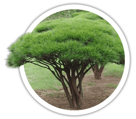 Сосна густоквіткова / Pinus densiflora